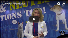 lucy Pet Foundation